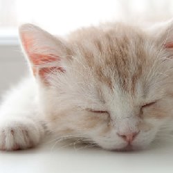 可爱美颜的猫咪图片