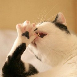 适合做头像的搞怪搞笑猫咪图片