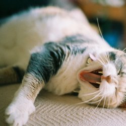 <b>萌猫咪可爱睡姿大比拼</b>