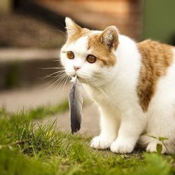 可爱搞笑的猫咪图片二