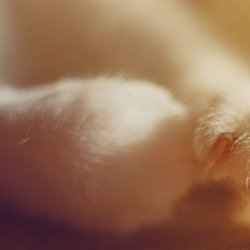 猫咪酣睡时的萌萌表情