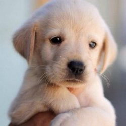 小拉布拉多犬可爱照片