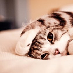 萌翻了可爱小猫咪呆呆图片