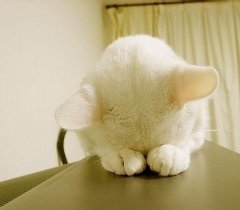 <b>可爱呆萌小猫咪图片</b>