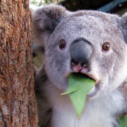 <b>可爱呆萌考拉照片图片</b>