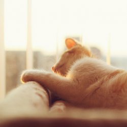 萌宠乖乖小猫咪可爱图片