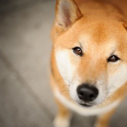 可爱宠物小猫小狗图片