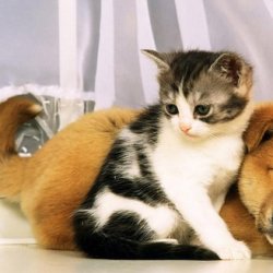 萌宠小动物可爱图片