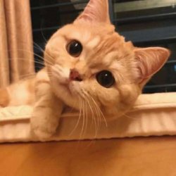 可爱喵星人头像高清图片