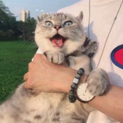 动物头像个性搞笑头像图片