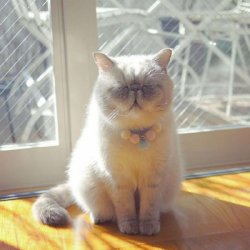 加菲猫头像超萌真猫高清