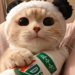 呆萌好看小猫小狗动物头像