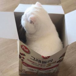 当头像的小猫图片QQ头像