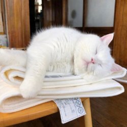 史上最可爱超萌的小白猫QQ头像