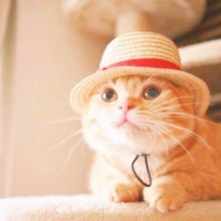 萌猫图片小猫咪女生头像可爱