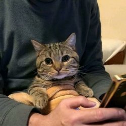 男生和猫 可爱萌宠系列