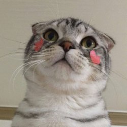 可爱宠物表情包头像 猫狗可爱头像