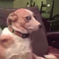 确定过眼神狗子眼神搞笑微信表情