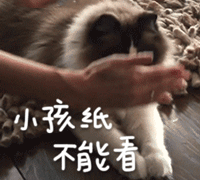 宠物带字表情包 [金毛犬：等一个有缘人]