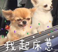 宠物带字表情包 [金毛犬：等一个有缘人]