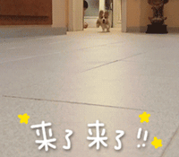 宠物带字表情包 [金毛犬：等一个有缘人]