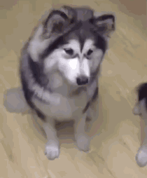 哈士奇emmm表情包搞笑动态表情