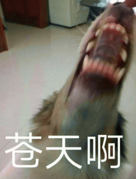 狗子表情包 [表面稳如狗 内心慌得一批]