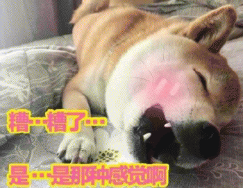 狗子表情包 [表面稳如狗 内心慌得一批]