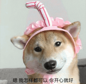 狗子表情包 [表面稳如狗 内心慌得一批]