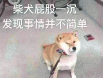 狗子表情包 [表面稳如狗 内心慌得一批]