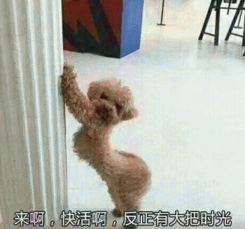 狗子表情包 [表面稳如狗 内心慌得一批]