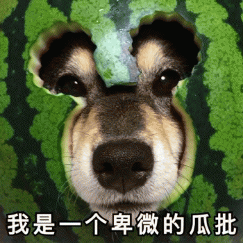 狗子表情包 [表面稳如狗 内心慌得一批]