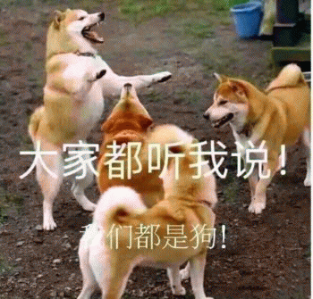 沙雕狗狗表情包 [大家都听我说，你们都是狗]