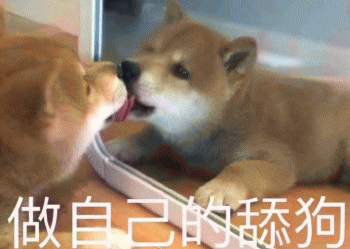 沙雕狗狗表情包 [大家都听我说，你们都是狗]