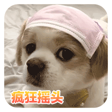 沙雕狗狗表情包 [大家都听我说，你们都是狗]