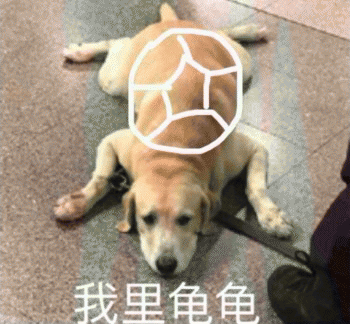 沙雕狗狗表情包 [大家都听我说，你们都是狗]