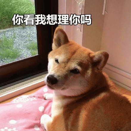 秋田犬表情包 [野心不大 你和天下]
