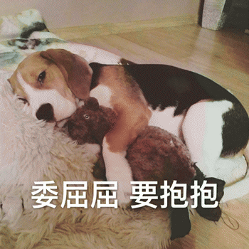 狗狗表情包带字 [这双狗眼看透太多了]