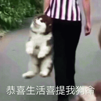 狗狗表情包带字 [这双狗眼看透太多了]