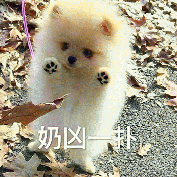 狗狗表情包带字 [这双狗眼看透太多了]