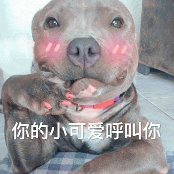 狗狗表情包带字 [这双狗眼看透太多了]