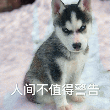 狗狗表情包带字 [这双狗眼看透太多了]