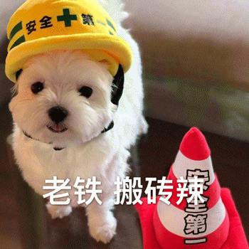 狗狗表情包带字 [这双狗眼看透太多了]