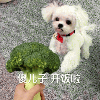 狗狗表情包带字 [这双狗眼看透太多了]