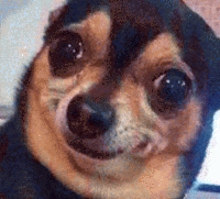 吉娃娃表情包 [我想这是用表情包的最高境界]