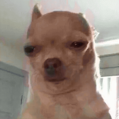 吉娃娃表情包 [我想这是用表情包的最高境界]