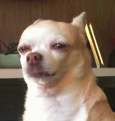 吉娃娃表情包 [我想这是用表情包的最高境界]