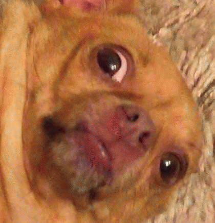 吉娃娃表情包 [我想这是用表情包的最高境界]