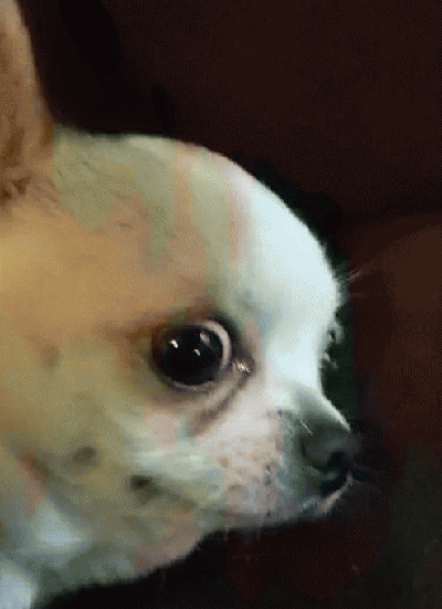 吉娃娃表情包 [我想这是用表情包的最高境界]