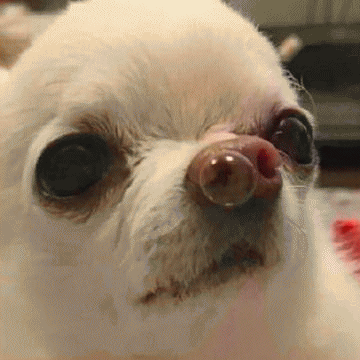 吉娃娃表情包 [我想这是用表情包的最高境界]